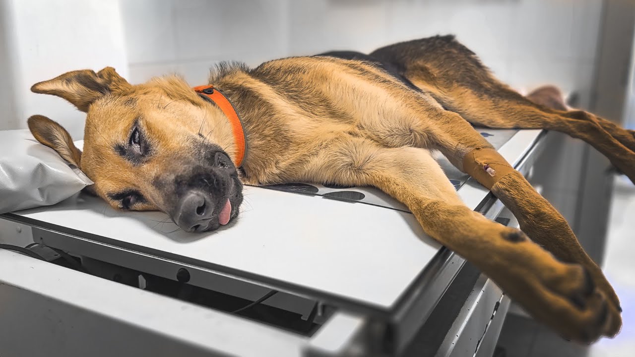 ¡Un último esfuerzo para la cirugía de Cairo!