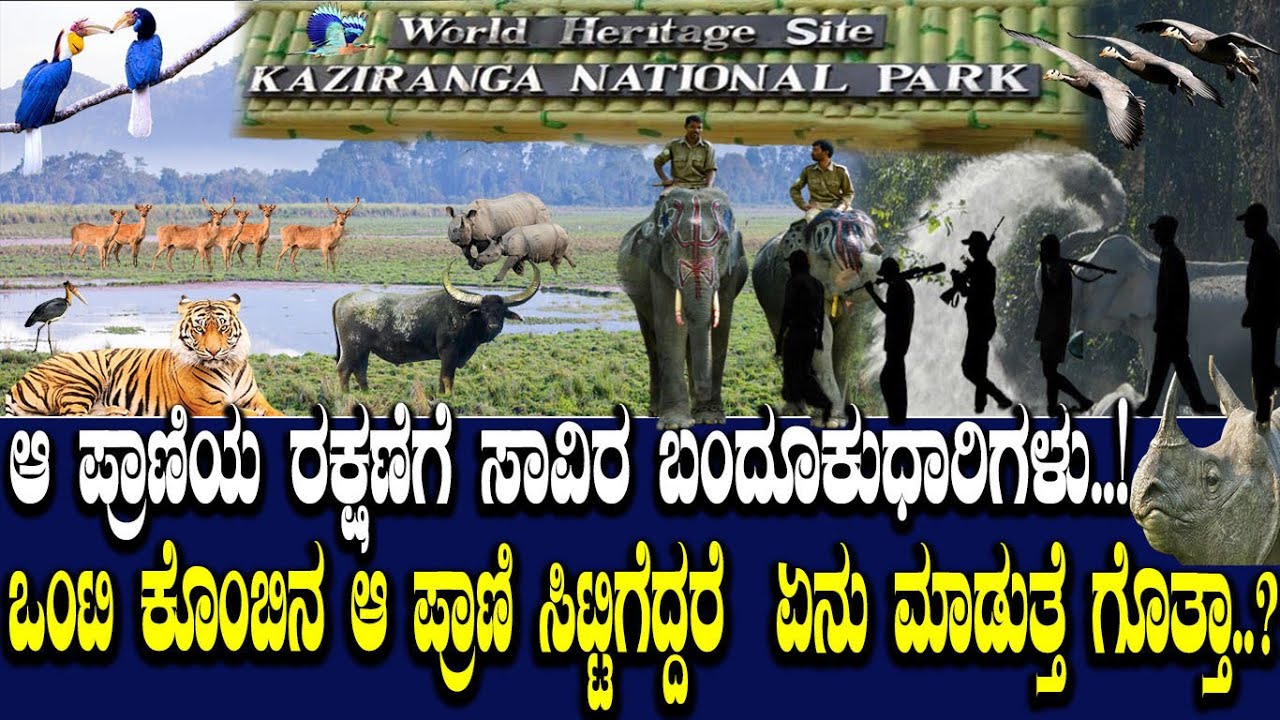 ಆ ಪ್ರಾಣಿಯ ರಕ್ಷಣೆಗೆ ಸಾವಿರ ಬಂದೂಕುಧಾರಿಗಳು..! ಆ ಒಂಟಿ ಕೊಂಬಿನ ಪ್ರಾಣಿ ಸಿಟ್ಟಿಗೆದ್ರೆ ಏನು ಮಾಡುತ್ತೆ ಗೊತ್ತಾ..?