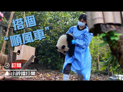 《熊貓早晚安》奶媽牌“順風車”方便又快捷 | iPanda熊貓頻道