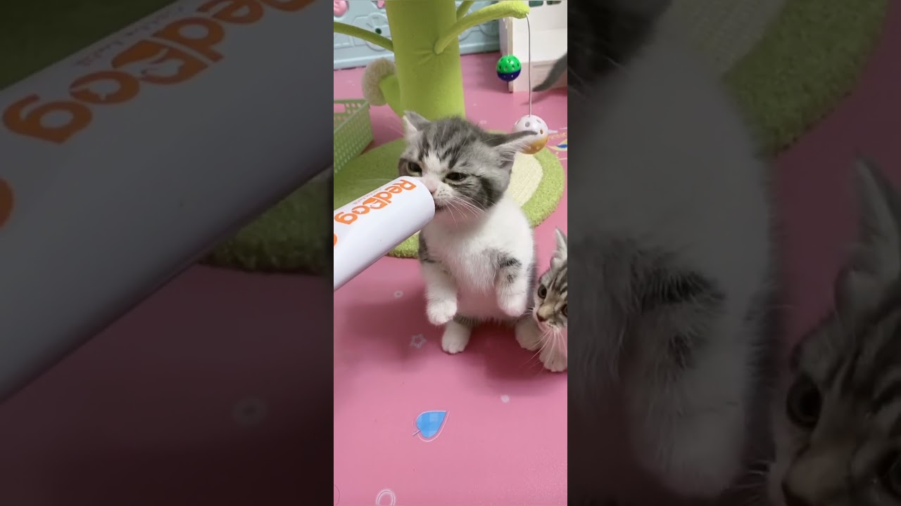 OMG So Cute Cats ♥ Best Funny Cat ❤️🐈Videos 2021 