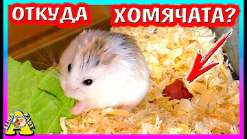 Сколько Родилось Хомячат Роборовского? / Хомячатам 1 день / Хомяк Роборовского / Alisa Easy Pets