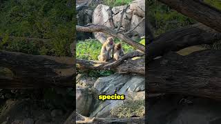 Crazy Facts About Monkey