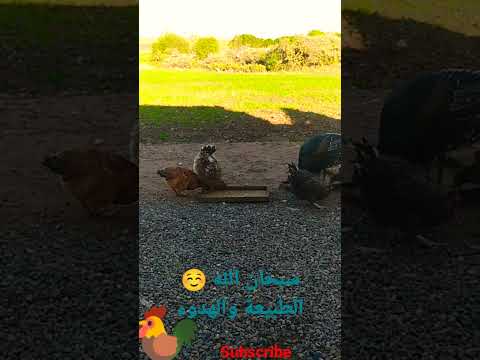 الديك الرومي مع الدجاج في جمال الطبيعة مغربية الخلابة