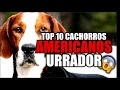 Cachorro Americano Urrador - Top 10 Cachorros Americanos Urrando - American dogs roaring