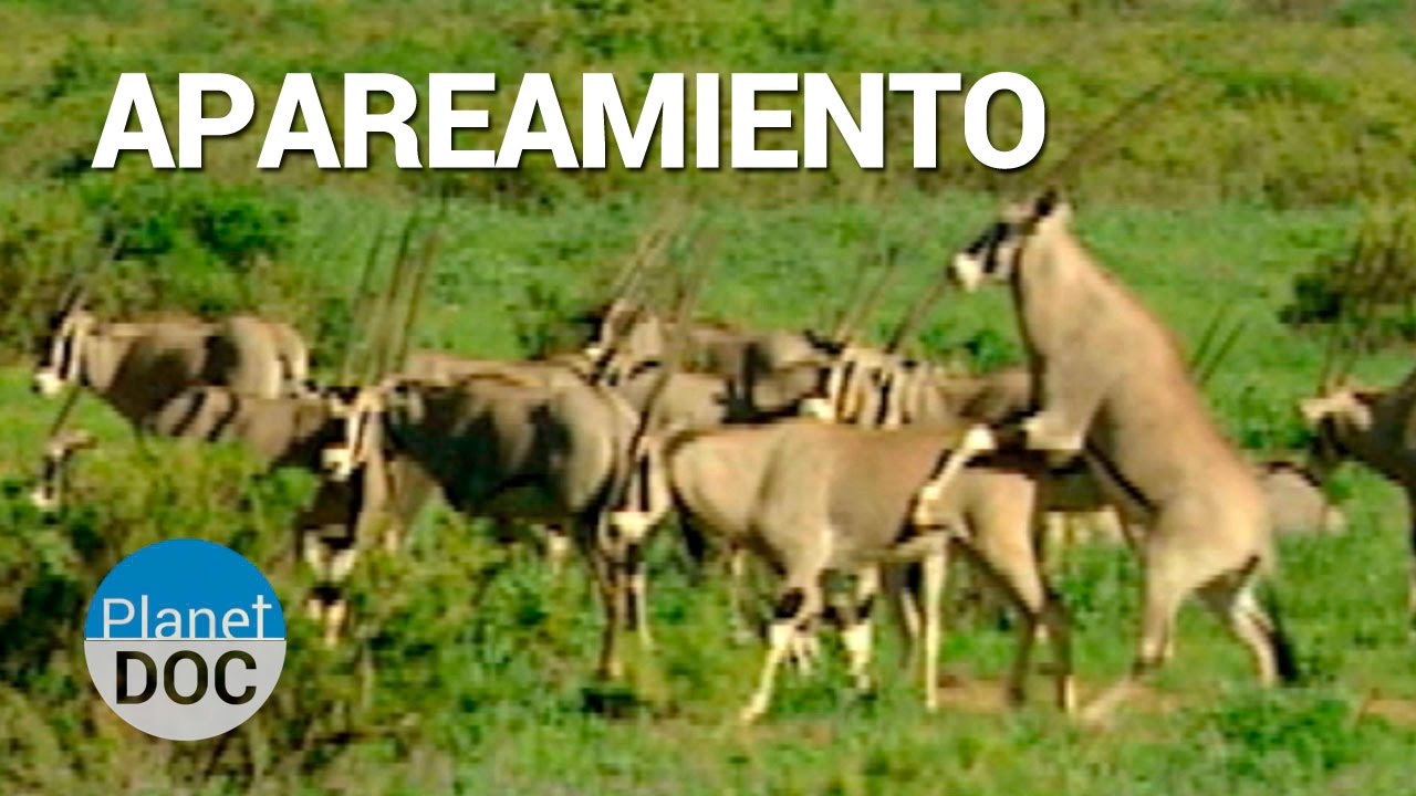 Apareamiento. Animales de Shaba | Naturaleza - YouTube