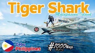 Malapascua X Tiger Shark ไปตามหาฉลามเสื้อ ที่เกาะมาลาปาสกัว ฟิลิปปินส์