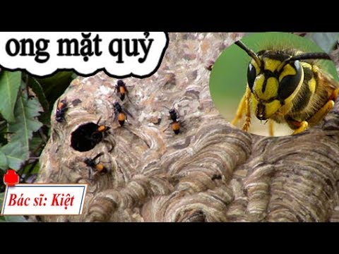 Cách xử lý khi bị ong đốt hiệu quả " ong nùi dẻ đốt " | bác sĩ kiệt