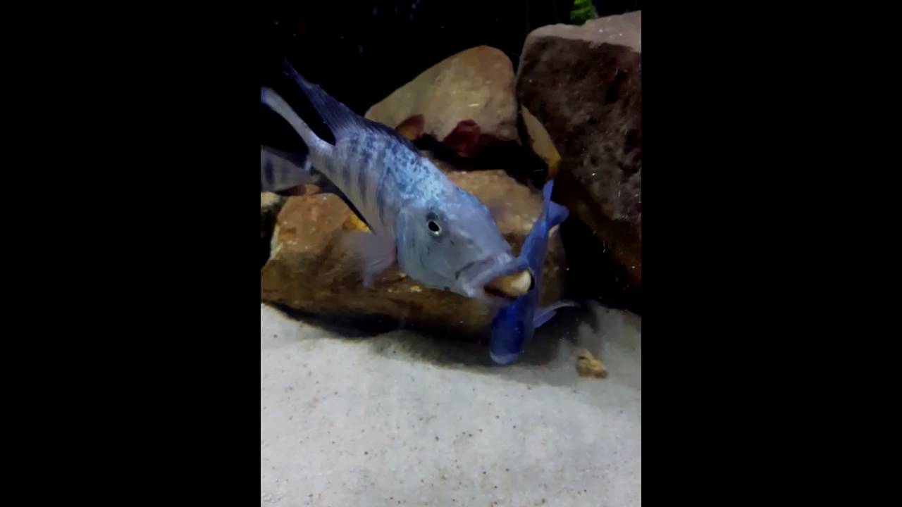 fossorochromis rostratus