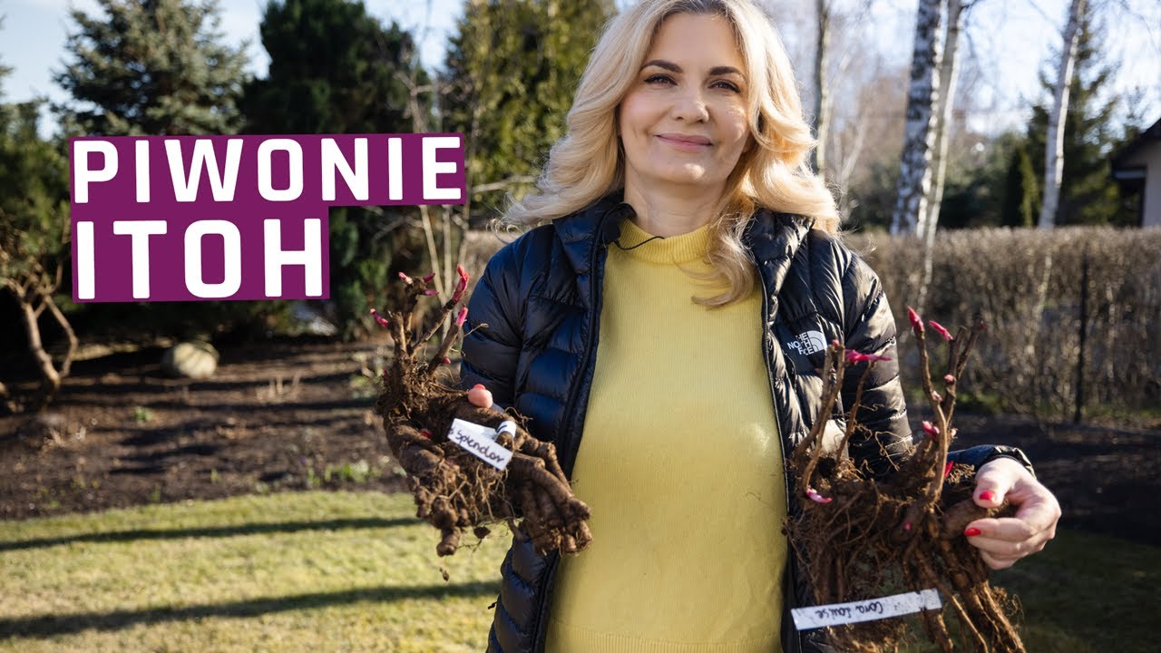 Jak sadzić piwonie itoh plus odpowiedzi na wasze pytania o sadzenie i cięcie kiedy są przymrozki