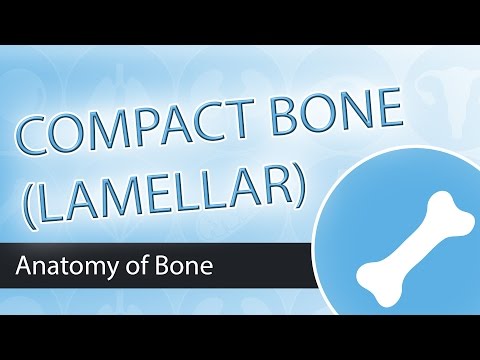 Compact Bone Structure