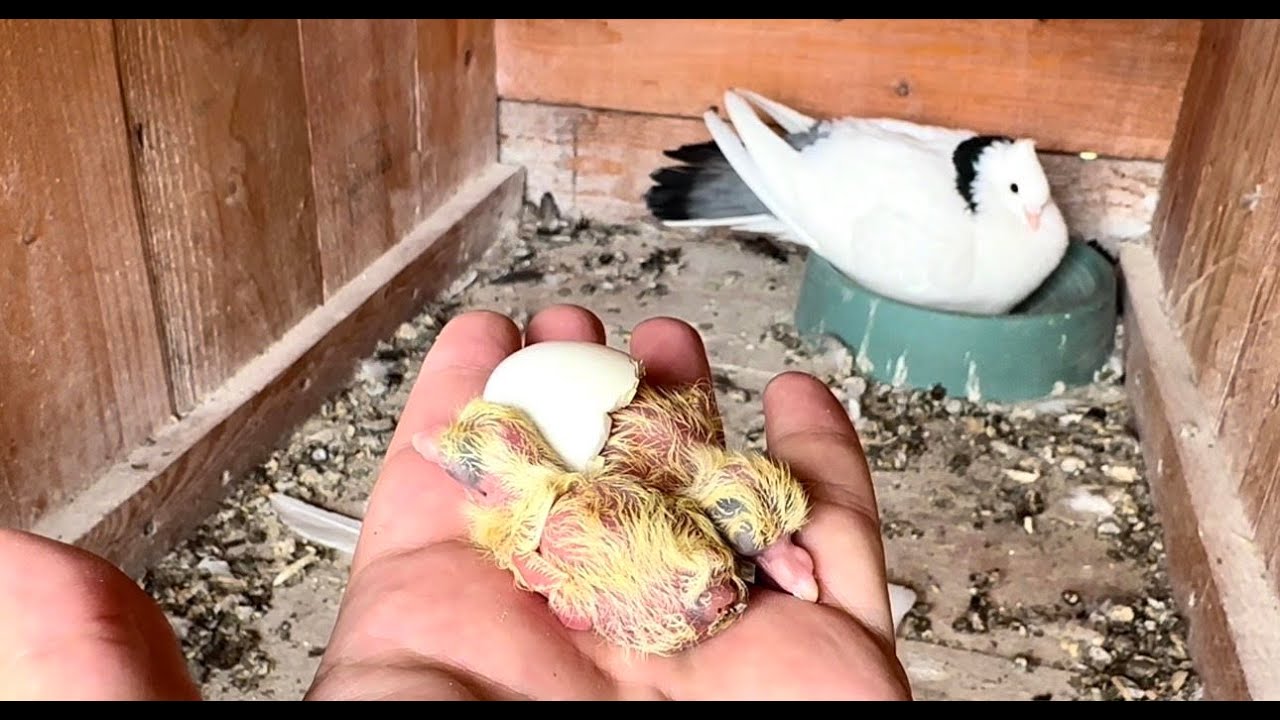 Эмоциональное путешествие голубей от яиц до первого полета! ❤ Полная история! ❤ #pigeon #pets
