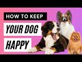 How to Keep Your Dog Happy (9 WAYS)