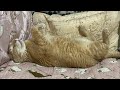 寝ているだけで主役になれる猫シナモン🐈