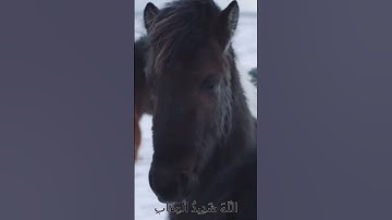 سورة الأنفال و،،كا.نك تسمعها لأ..و.ل مر،ة 💓..💝🌸..💘🌸💖🌸بصوت الشيخ حمزة مد بو.ح 💟🍃.💓،،💔💘؛؛🌻💘