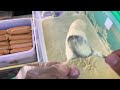 Proses pembuatan corndog/corndough mozzarella sosis