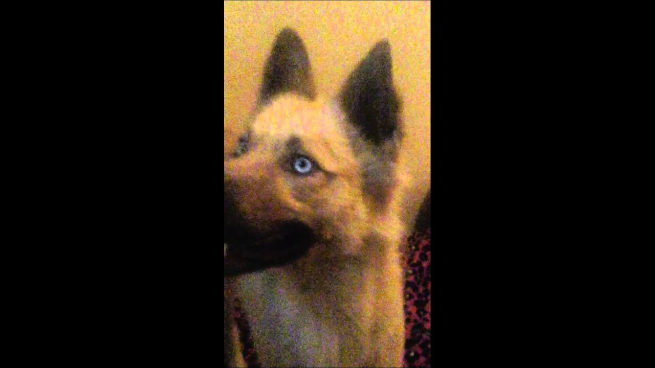 Dog kill teddy bear YouTube