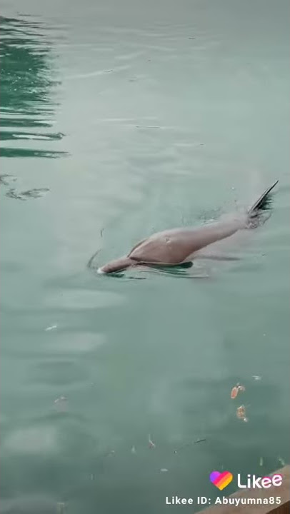 Penangkaran lumba-lumba