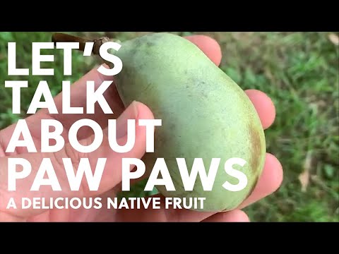 Paw Paws: find and grow a delicious native fruit!