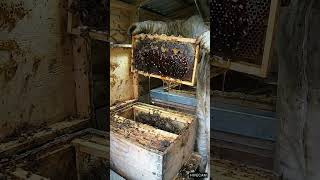 HIVE CAM // LIVE FEED