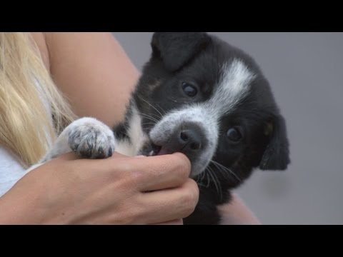 Albuquerque boy saves puppies dumped in a trash bag