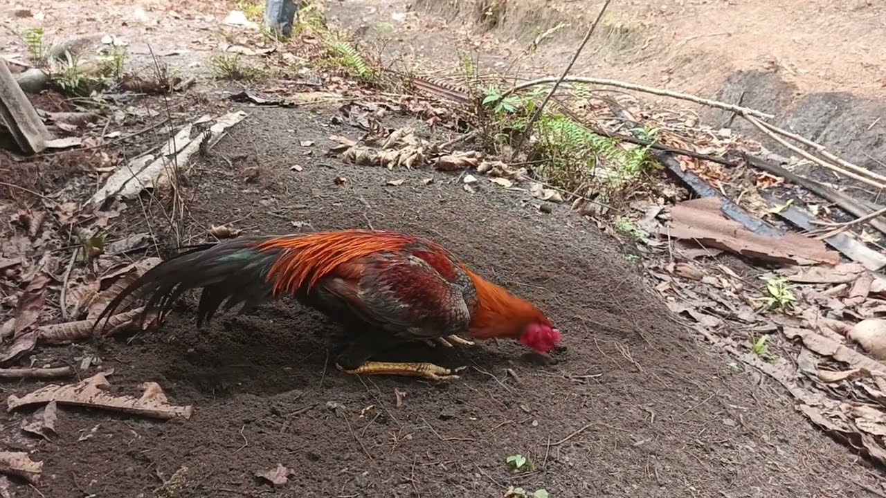 Performanya ayam rawatan full umbaran