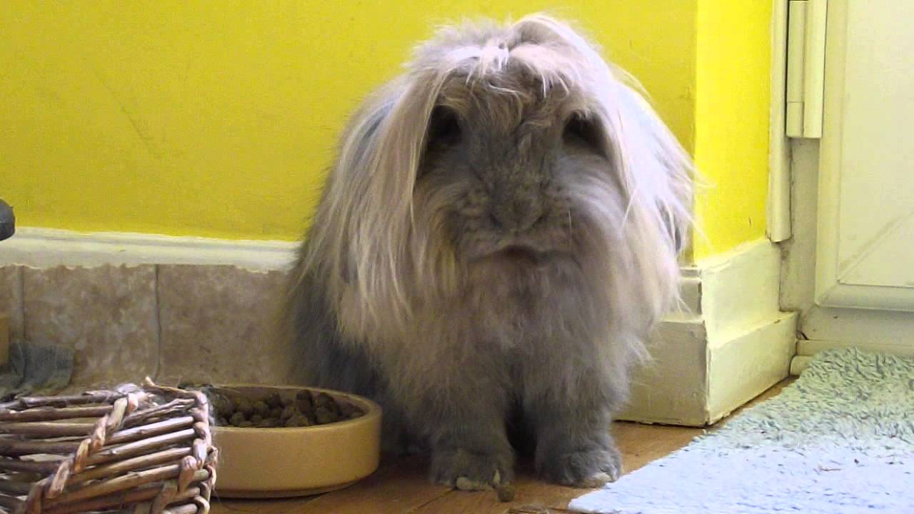 Gandalf the silly rabbit - YouTube
