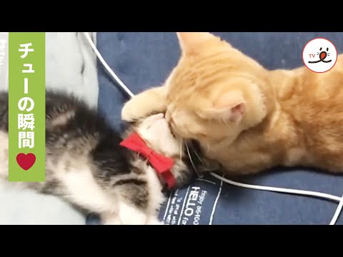 ラブラブな兄猫と妹猫💕 可愛すぎるチューの瞬間😻【PECO TV】
