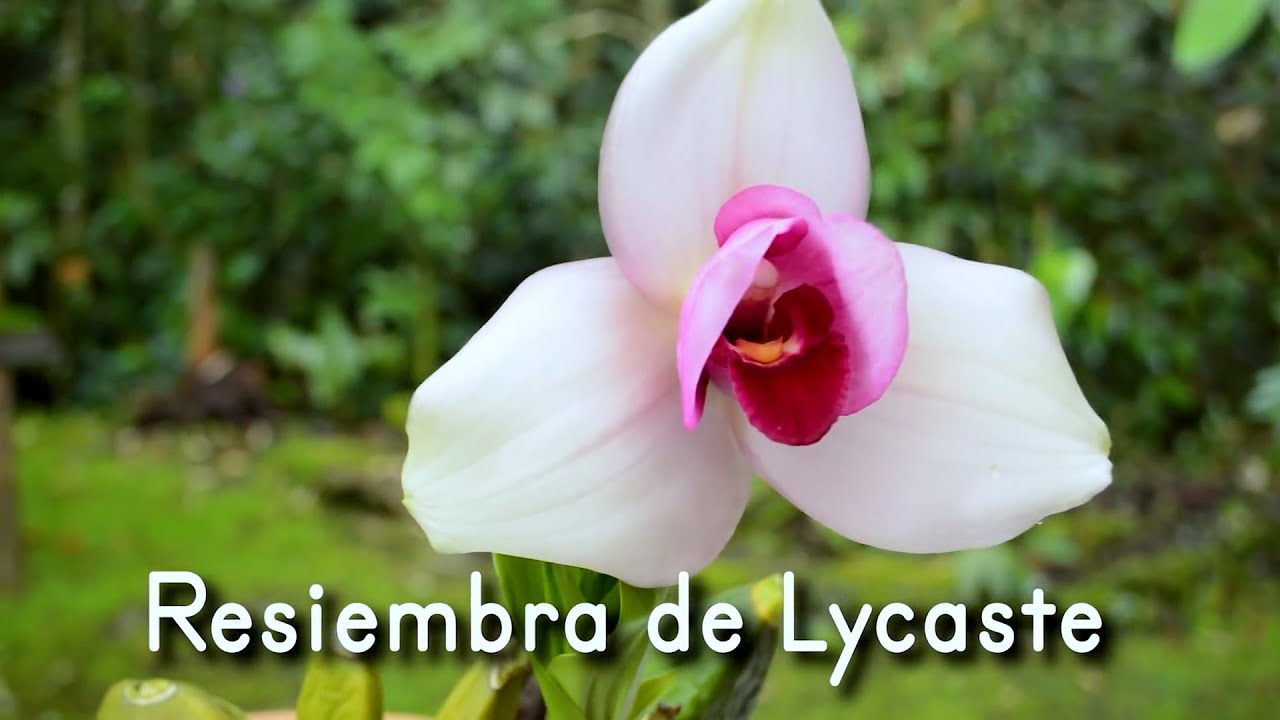 Resiembra de Orquídea Lycaste