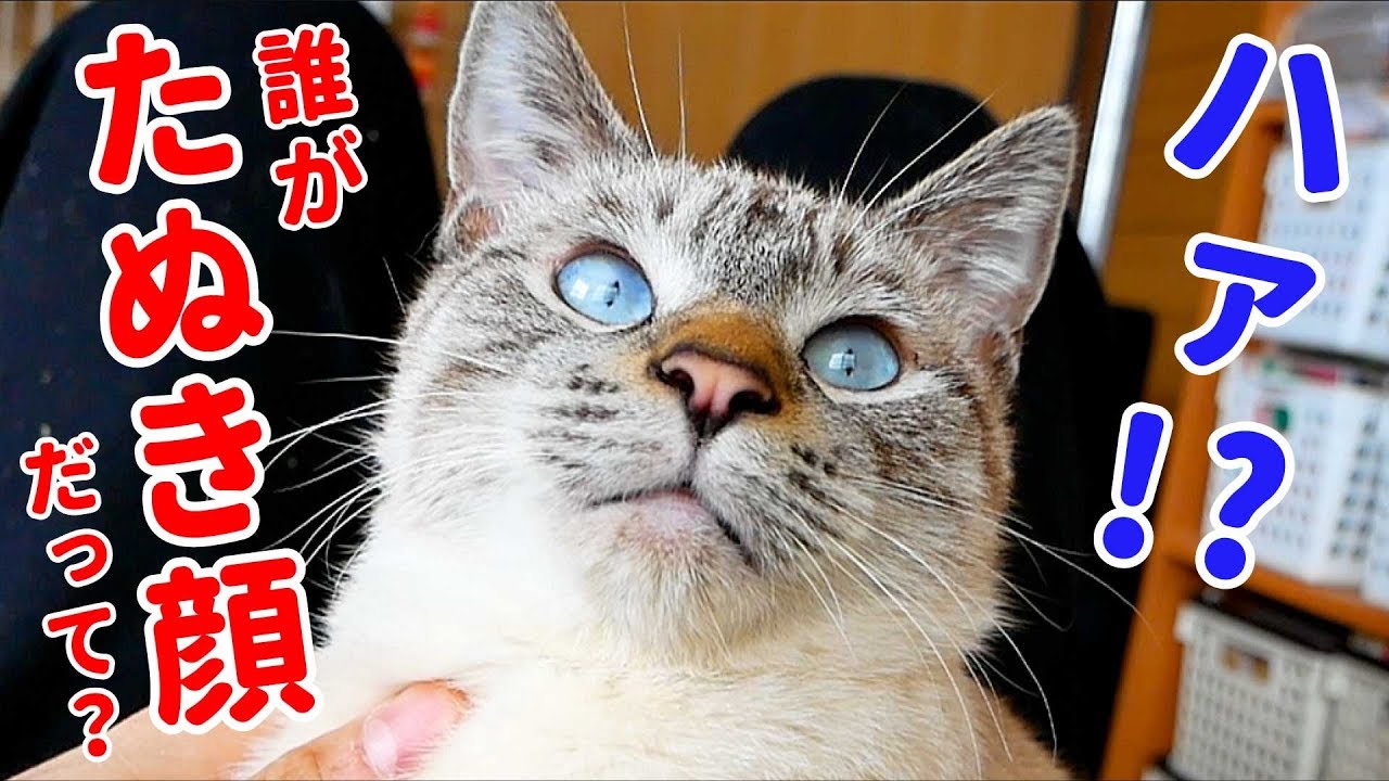 猫は可愛いと自覚している 猫の可愛がられる理由と可愛すぎる特徴8選 あにまろ る