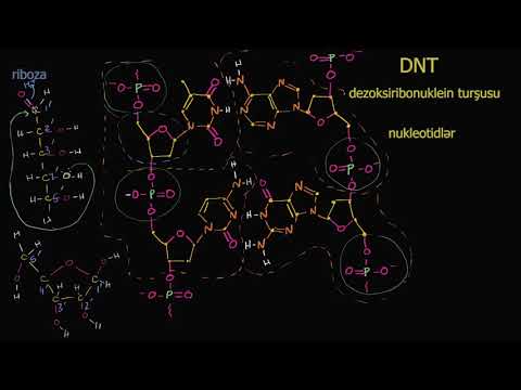 Video: DNT-nin kimyəvi formulu nədir?
