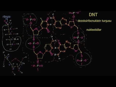 Video: DNT-dəki çubuqlar nə adlanır?