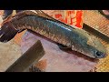 Sola Fish Cutting Skills Live In Bangladesh Fish Market | Snakehead Fish Cutting Skills