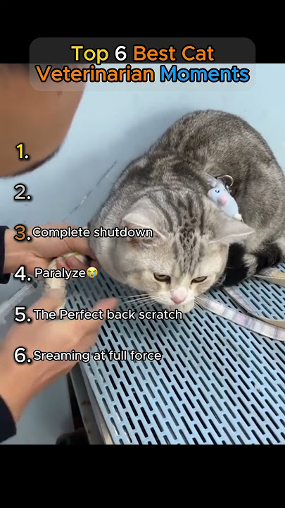 Try not to laugh!😂 Top 6 Best Cat Veterinarian Moments