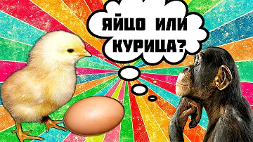 Что было первым яйцо или курица?