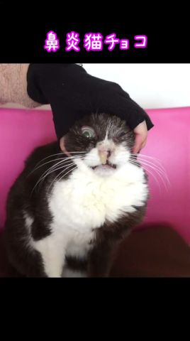 #ぶさかわ鼻炎猫 チョコ #鼻水巻き取り #猫鼻づまり