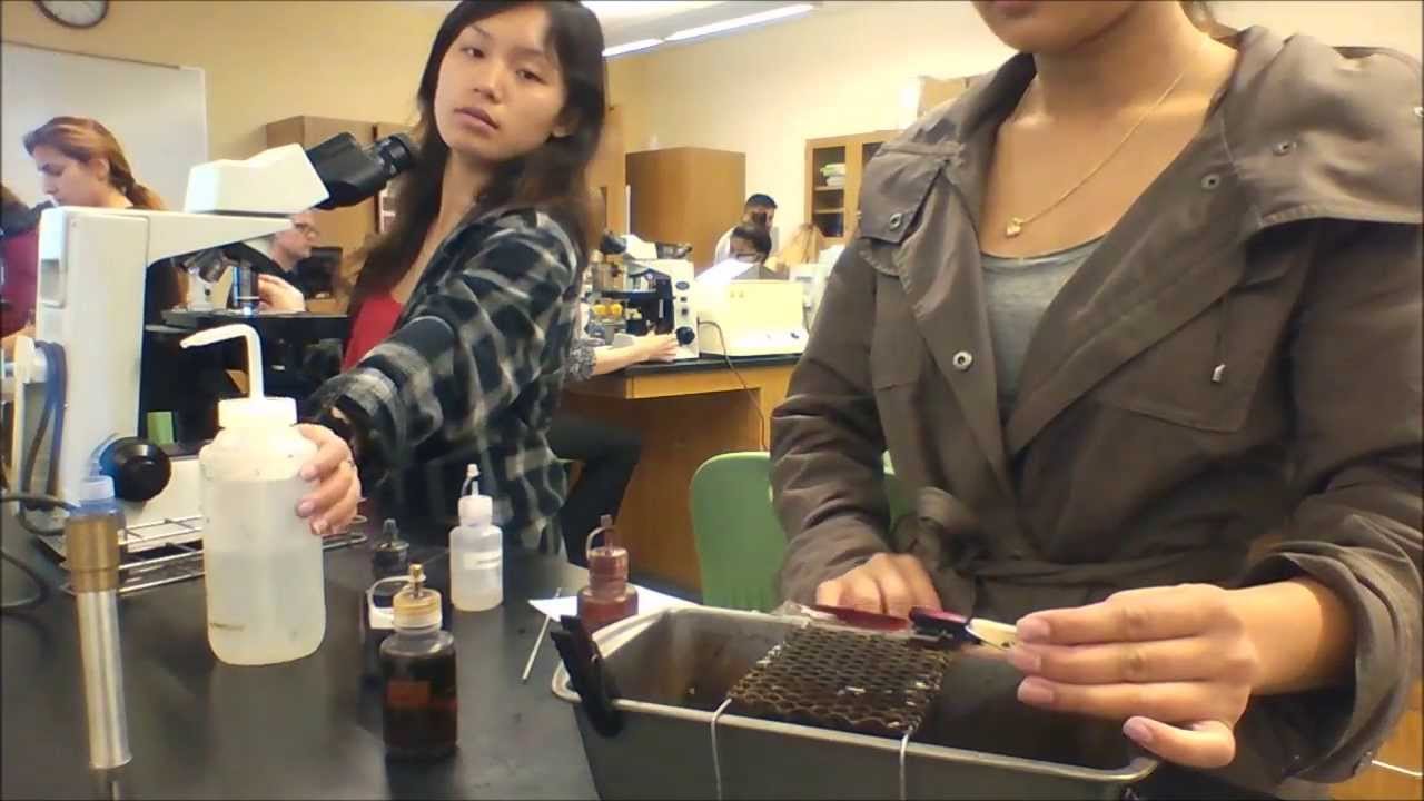 How to perform a gram stain - YouTube