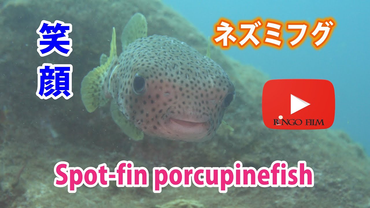 笑ってる ネズミフグ Spot Fin Porcupinefish Youtube