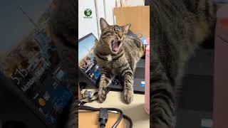 The Tabby Cat , Playful, Curious, And Full Of Cozy Charm