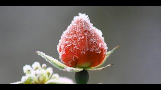 winter flower wallpaper - red rose wallpaper screenshot 4