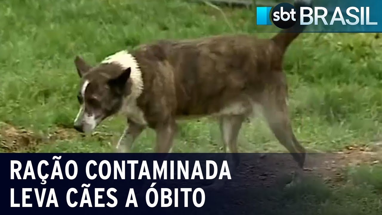 Cães vão a óbito após ingerirem ração contaminada; polícia investiga casos | SBT Brasil (02/09/22)