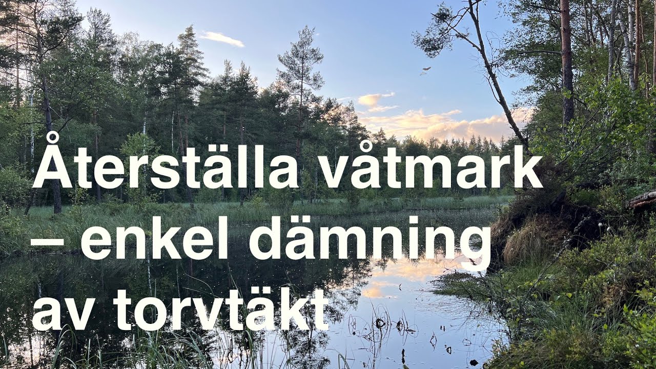 Återställa våtmark – enkel och snabb dämning av torvtäkt