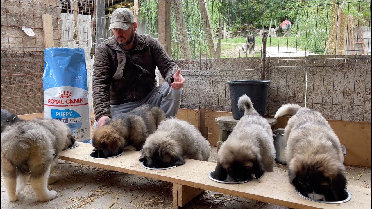 Mancare pentru caini de la domnul Catalin Carpen