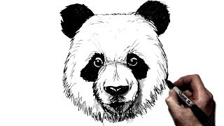 How to Draw a Panda | Step by Step