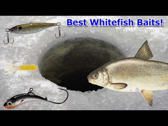 Best ICE FISHING Lures to Catch Whitefish!!! (Whitefish Fishing Tips!) 