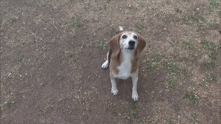 CSU participating in 'Dog Aging Project'