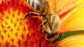 What are Seasonal Allergies? (Conditions A-Z)