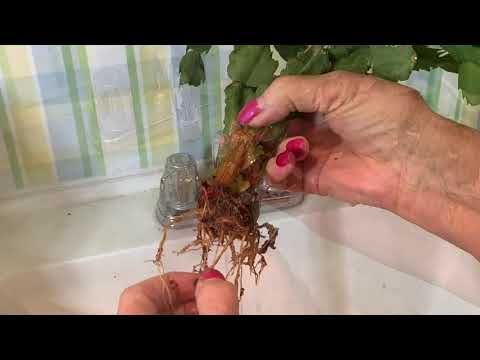 Video: Vrot Kersfees-kaktuswortels - Hoe om vakansiekaktus met wortelvrot reg te maak