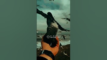 تلاوة جَمي♡♡لـة القاريء ••عبد الرحمن مسعد|حفظه الله 🌺🌺 اكتب شيء تؤجر عليه 💬 #اكسبلور