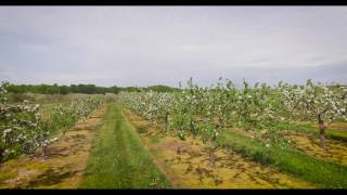 Lautenbach's Door County Orchards From the Air