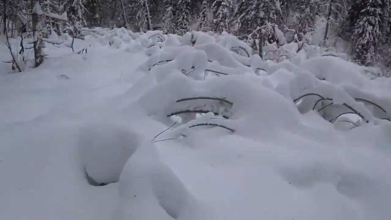 Троплю в сугробах Северного Шурчака
